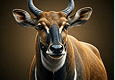 Nilgai (Blue Bull)