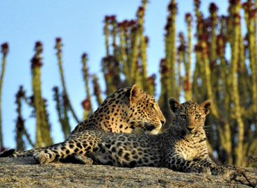 Jawai Safaris